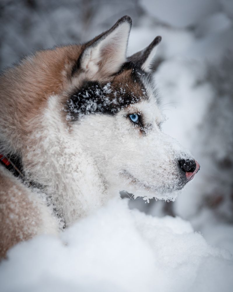 Photograph by Константин Никитин