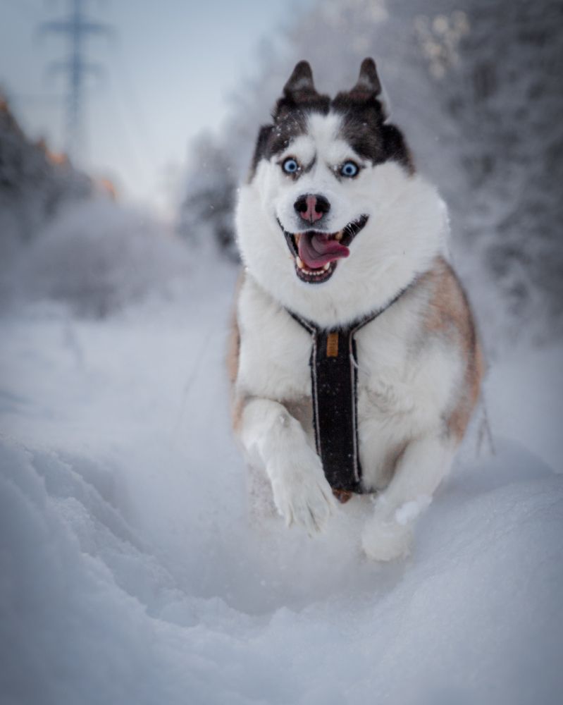 Photograph by Константин Никитин