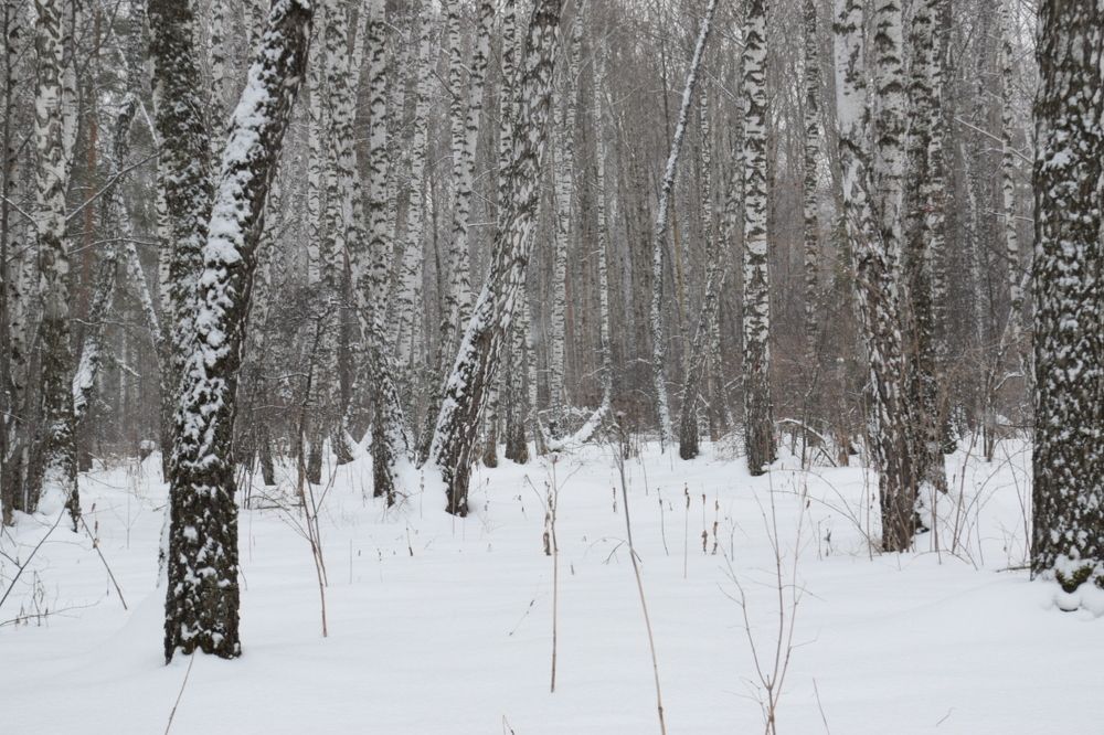 Photograph by Ольга Каминская
