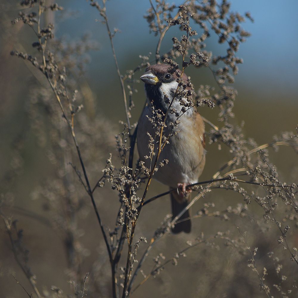 Осени тихие дни.