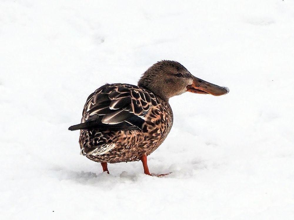 Photograph by Духанин Сергей