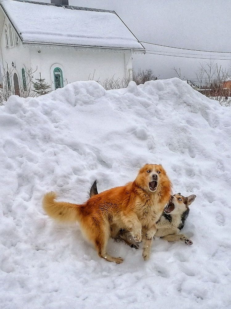 Дворянка не против поиграть с хаски