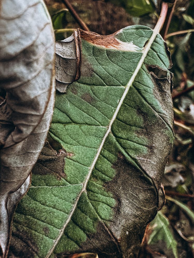 Photograph by Александра Кишикова