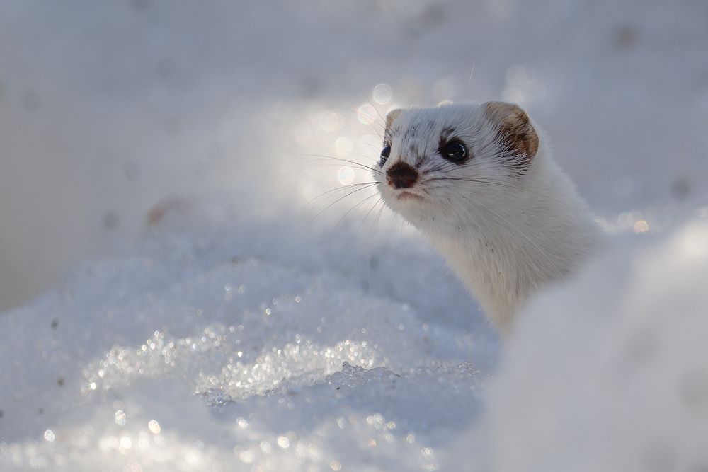 Ласка во время охоты
