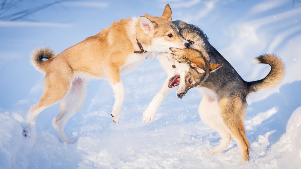 Собачьи игрища