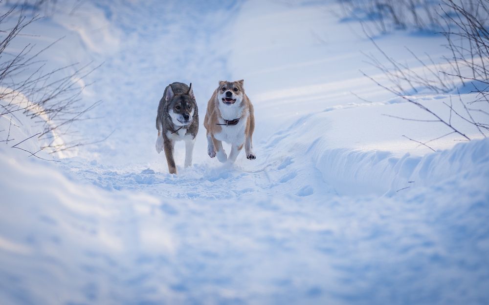 Наперегонки