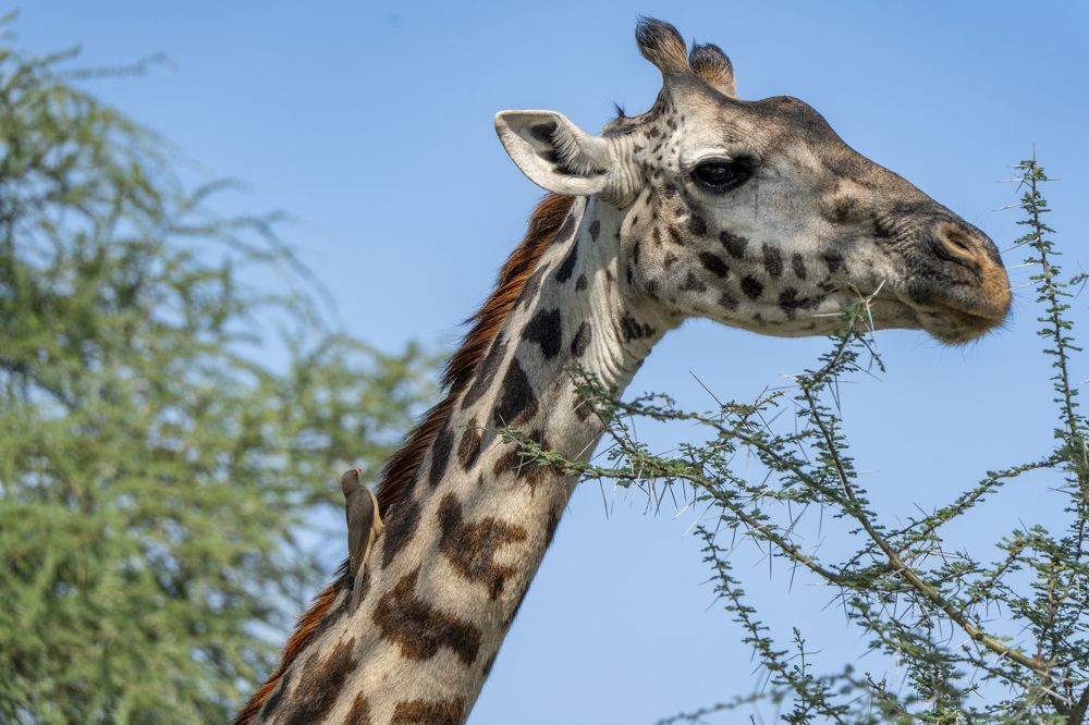 Птичка на жирафе