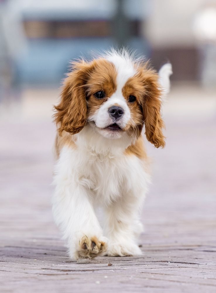 Photograph by Diana Karp