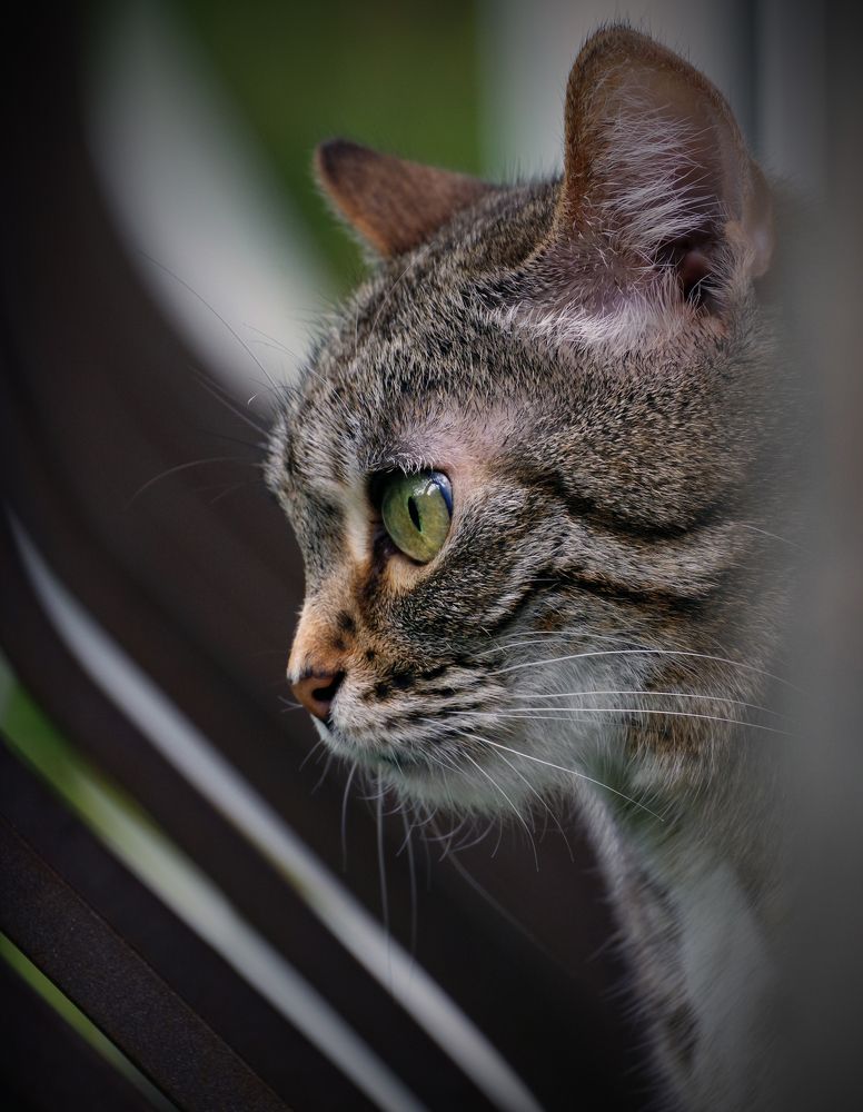 Фотография автора Сергей Гречихин