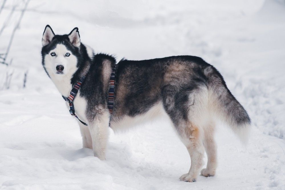 Photograph by Ксения Шилина