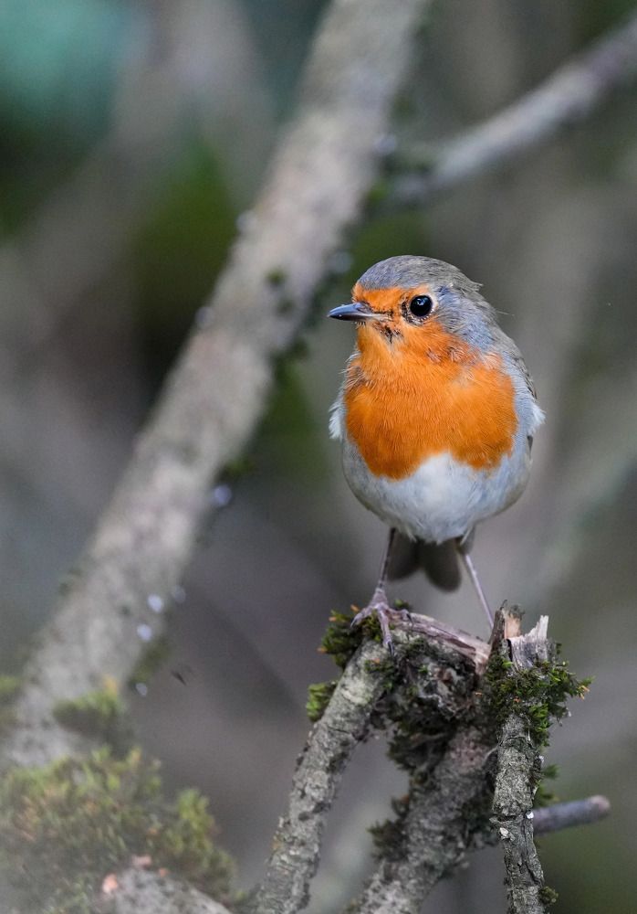 Photograph by Ольга Шугалевская