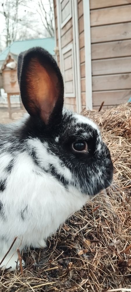 Photograph by Любовь Макарова