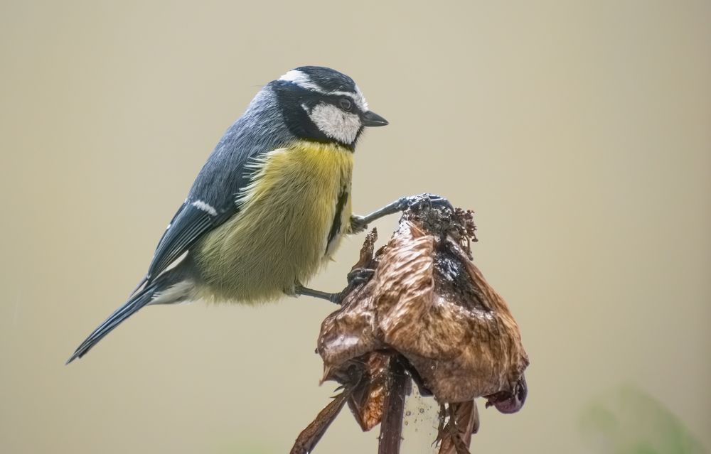 Photograph by kamel draa