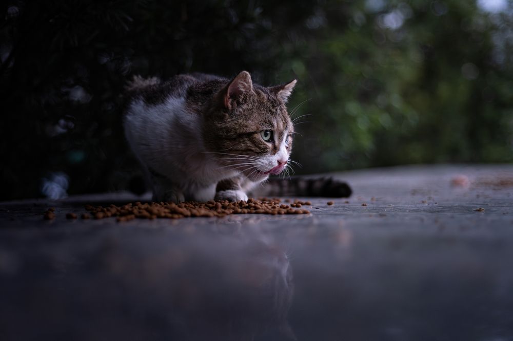 Photograph by Ni Bruce