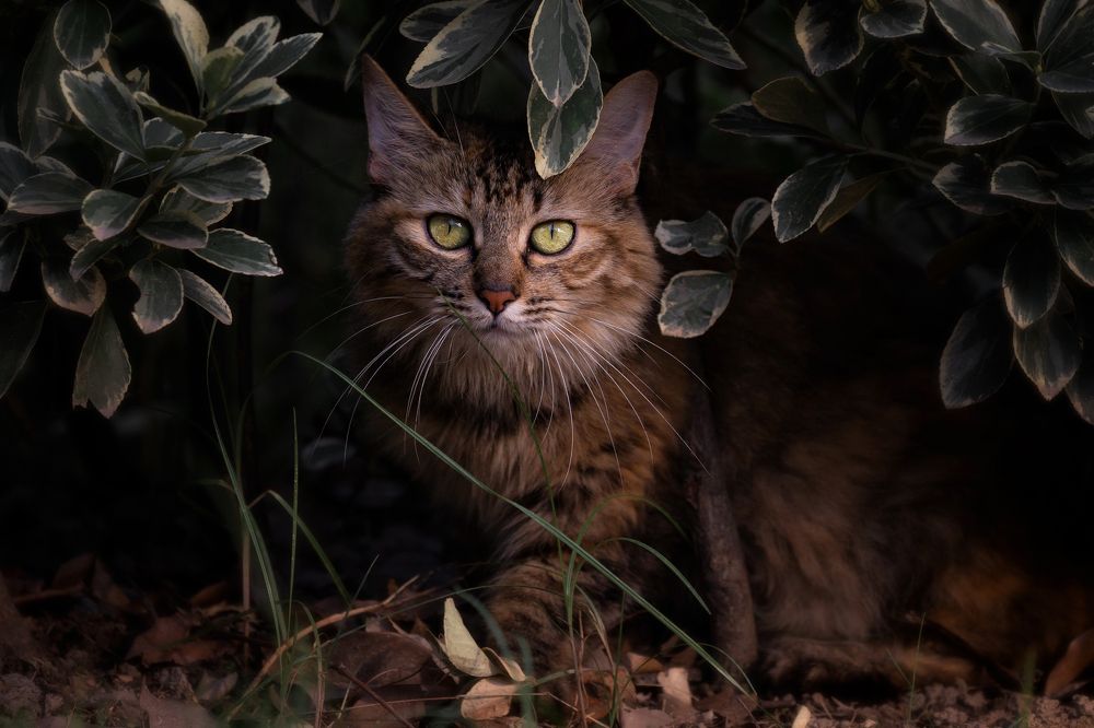 Photograph by Ni Bruce