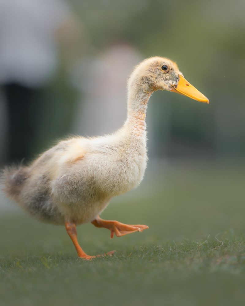 Photograph by Ni Bruce