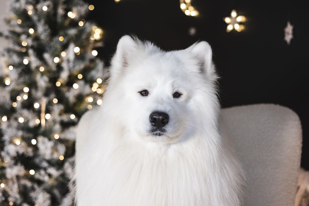 Photograph by Mariko Passel