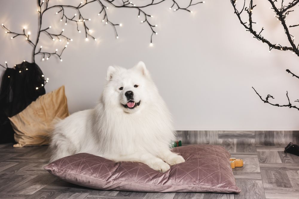 Photograph by Mariko Passel