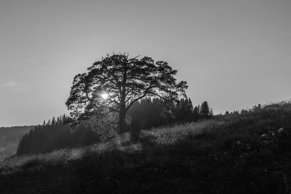 Photograph by Сергей Завьялов