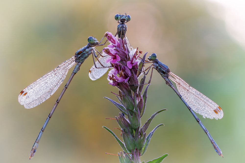 Photograph by Кузнецов Дмитрий