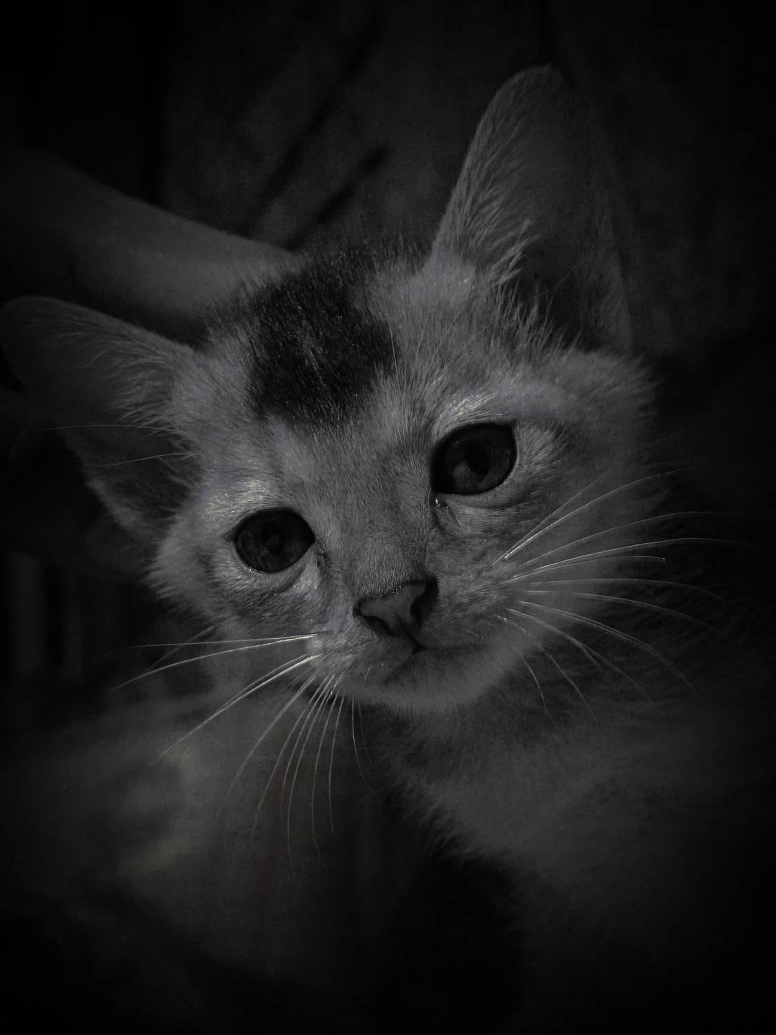 THE SOULFUL STARE