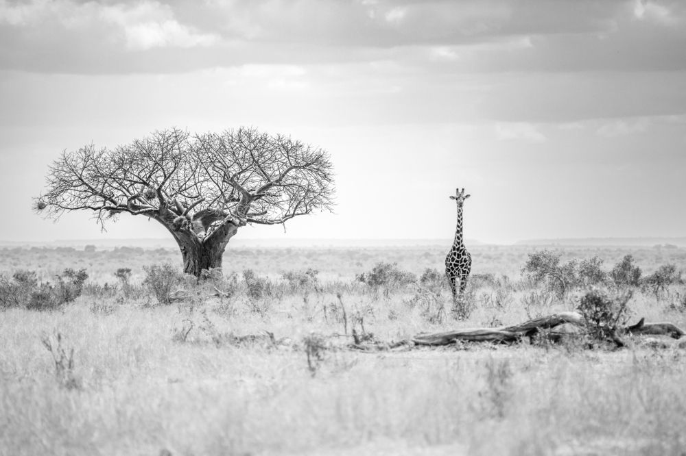 Photograph by Дмитрий Николаев