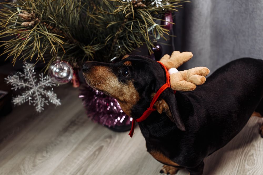 Фотография автора Алина Руденко