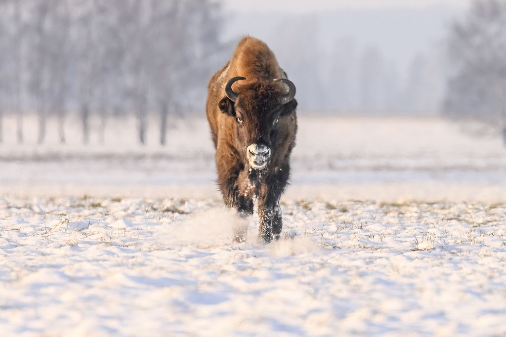 Photograph by Валерия Трейтяк