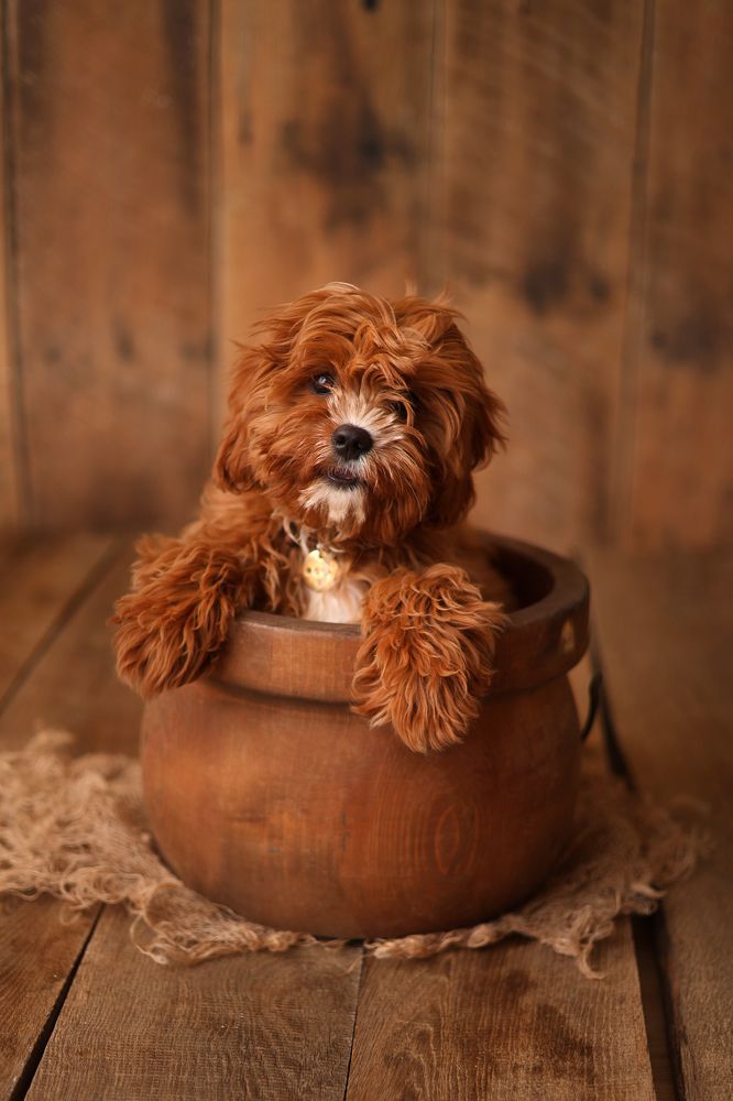 Photograph by Светлана Столярова