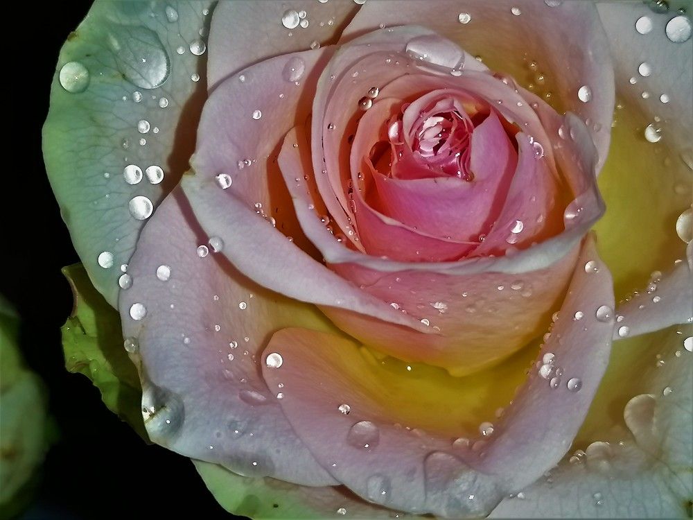 Розовые грёзы