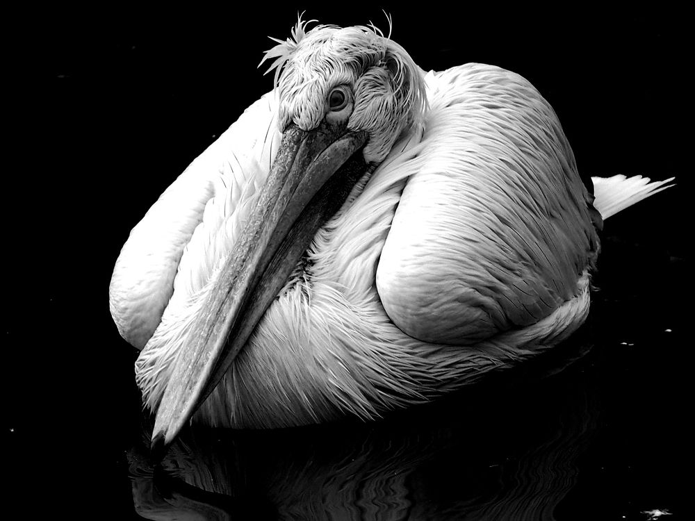 Photograph by Abdolreza Aleagha