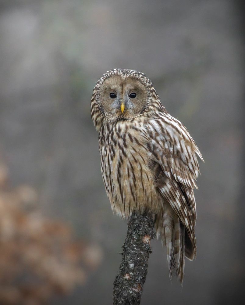 Фотография автора Sebastian Popa