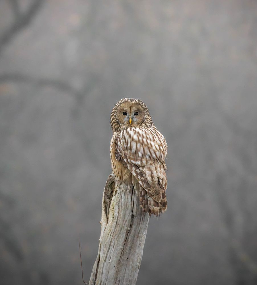 Фотография автора Sebastian Popa