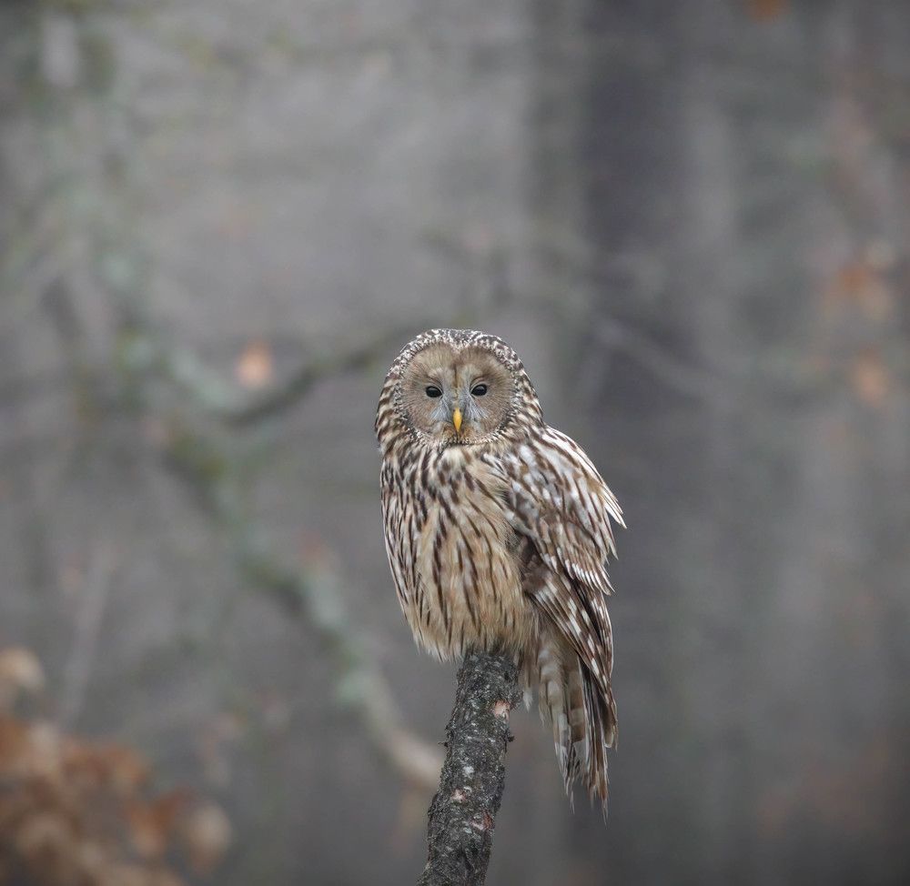 Ural owl hunting at sunset