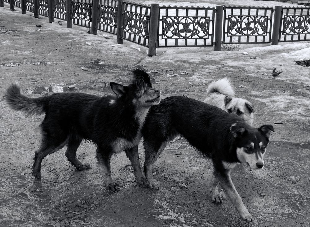 Фотография автора Валерий Цуркан