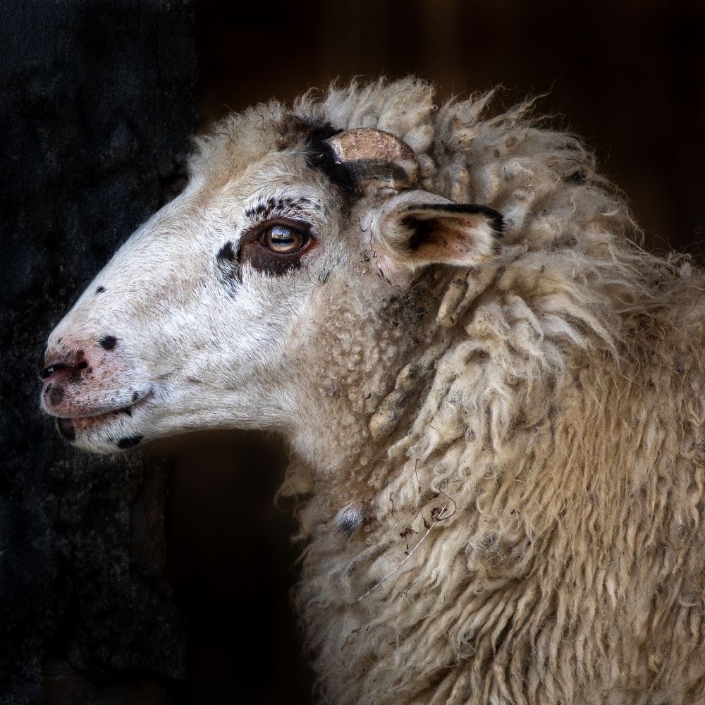 Photograph by Анна Стрелковская