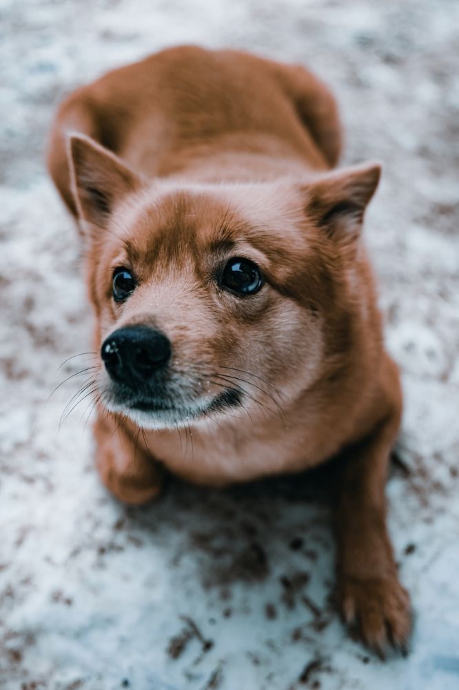 Милее милого