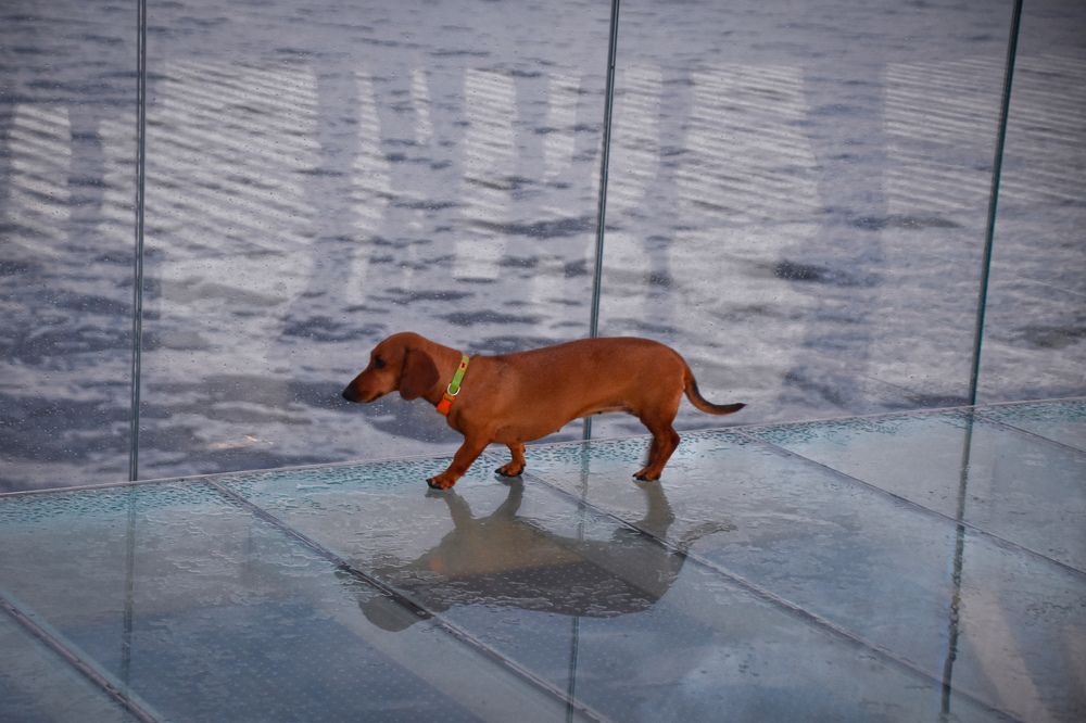 Photograph by Elvira