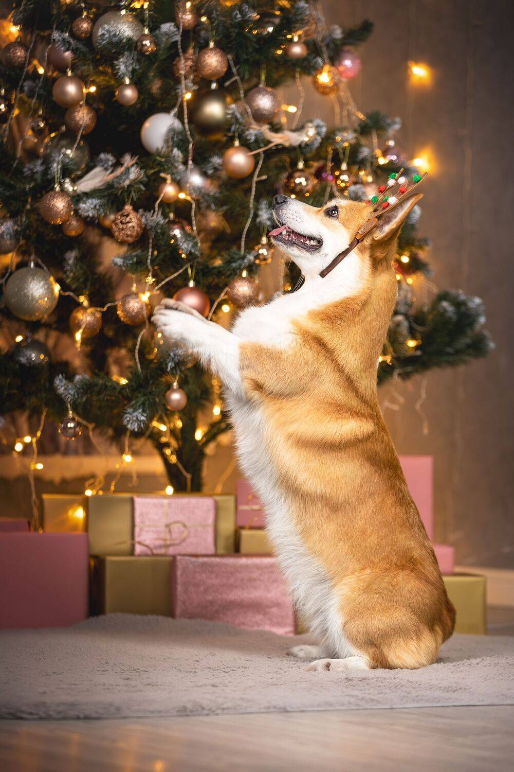 Фотография #11573974