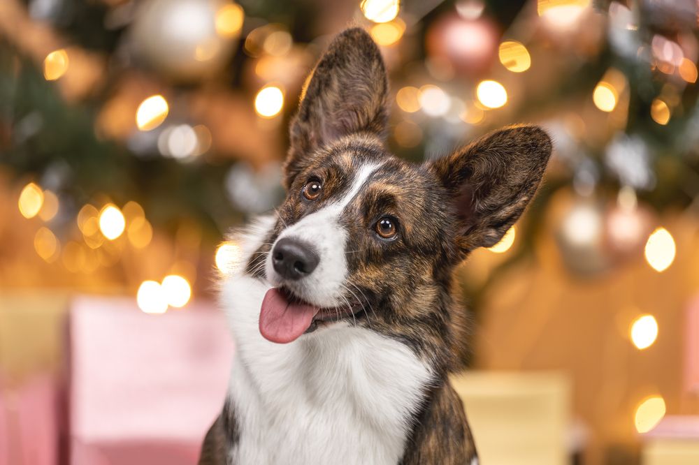 Фотография автора Ирина Голомб