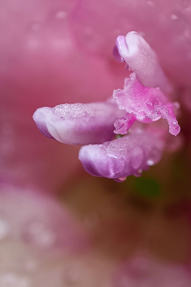 Photograph by Наташа Шибаева