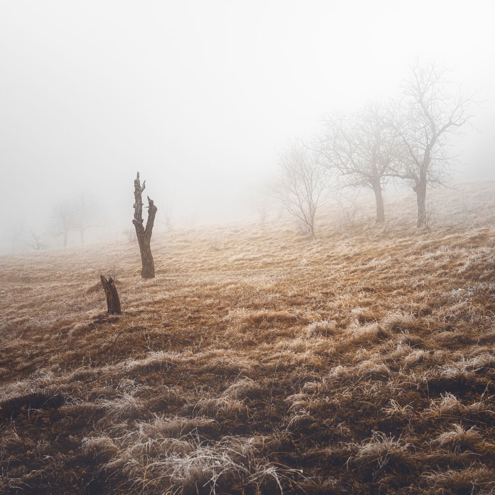 Фотография автора Oleg Suhenko