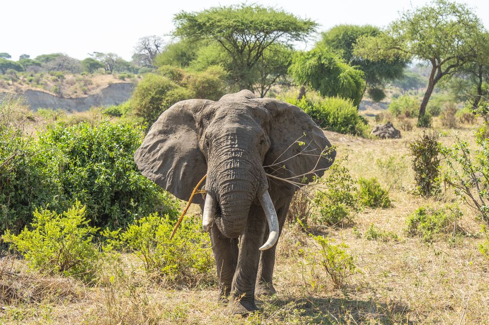 Photograph by Nodar Tvauri