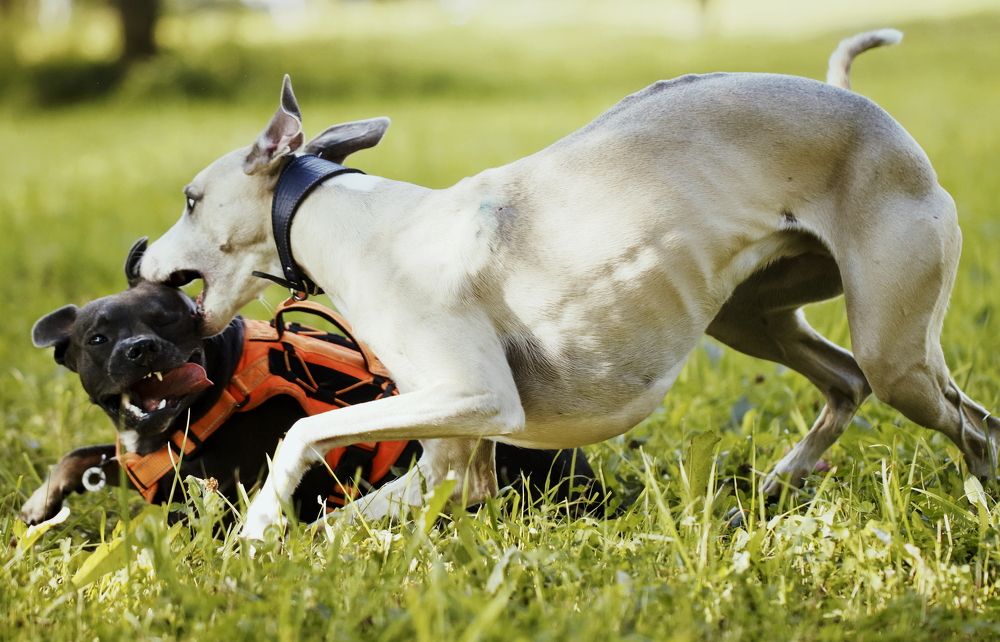 Photograph by Yana Egorova
