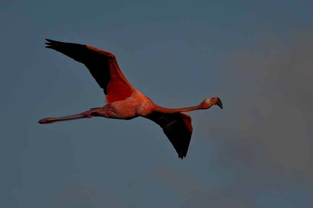 Fly-by Flamingo