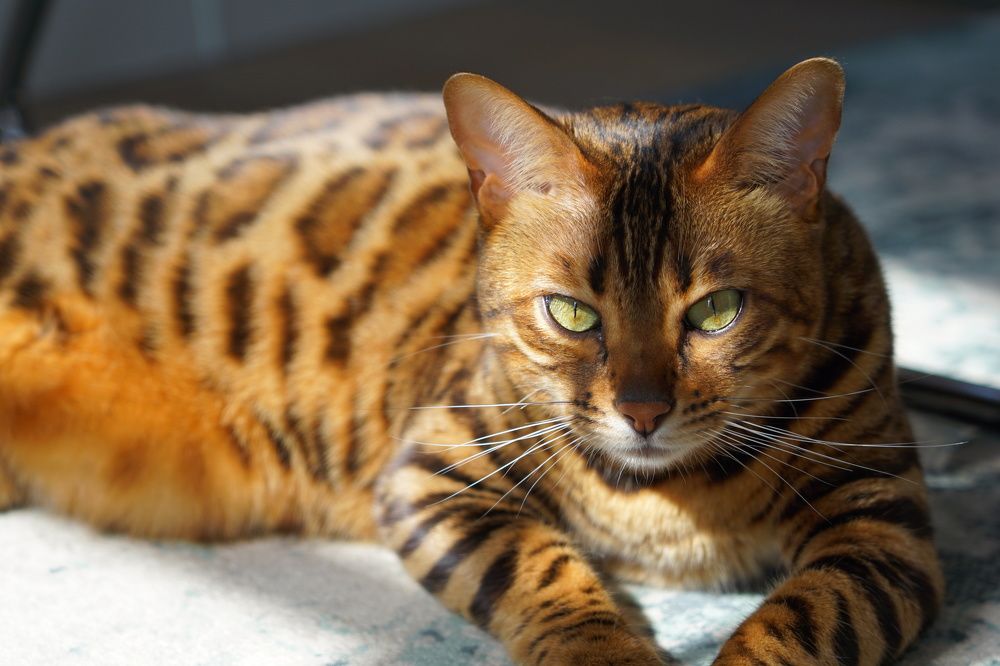 Фотография автора Liudmila Kiermeier