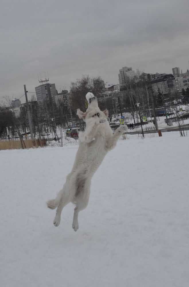 Фотография автора Алексей Власов