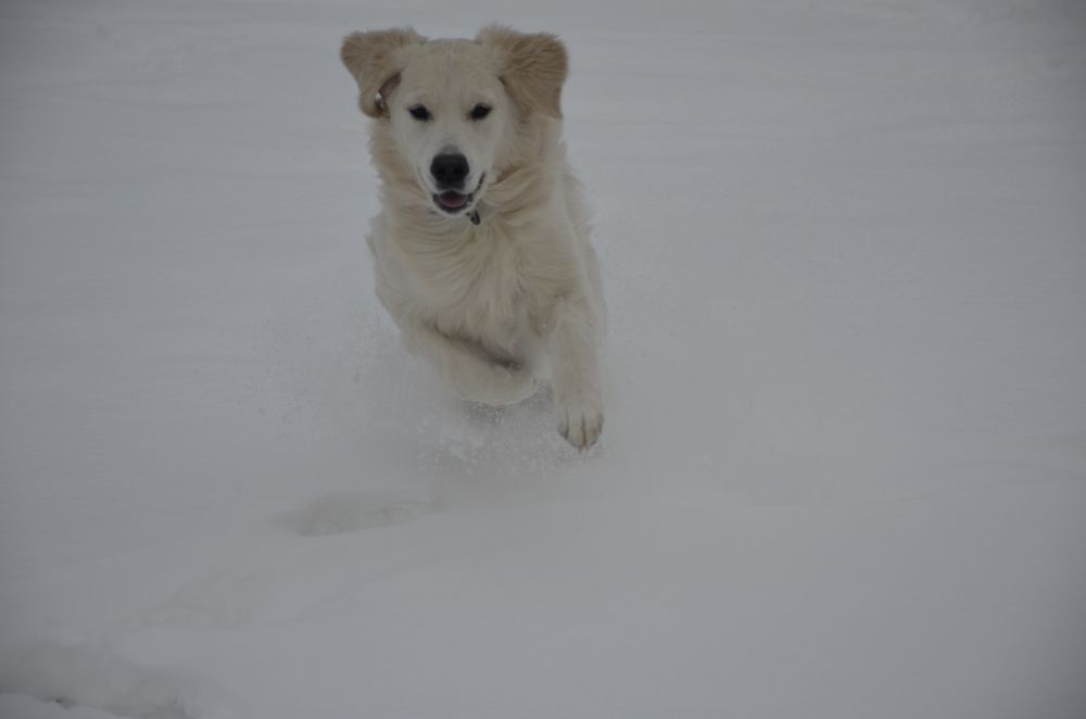 Фотография автора Алексей Власов