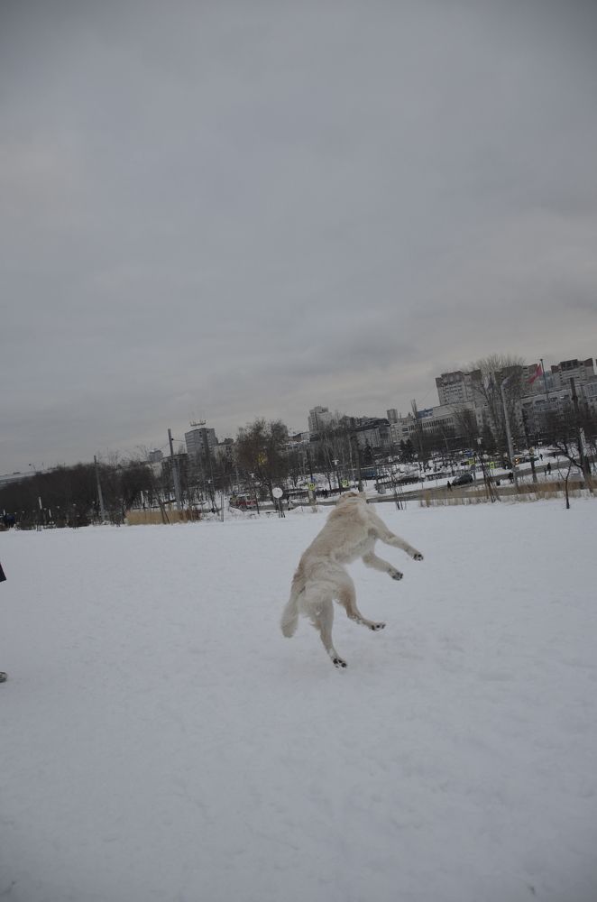 Фотография автора Алексей Власов
