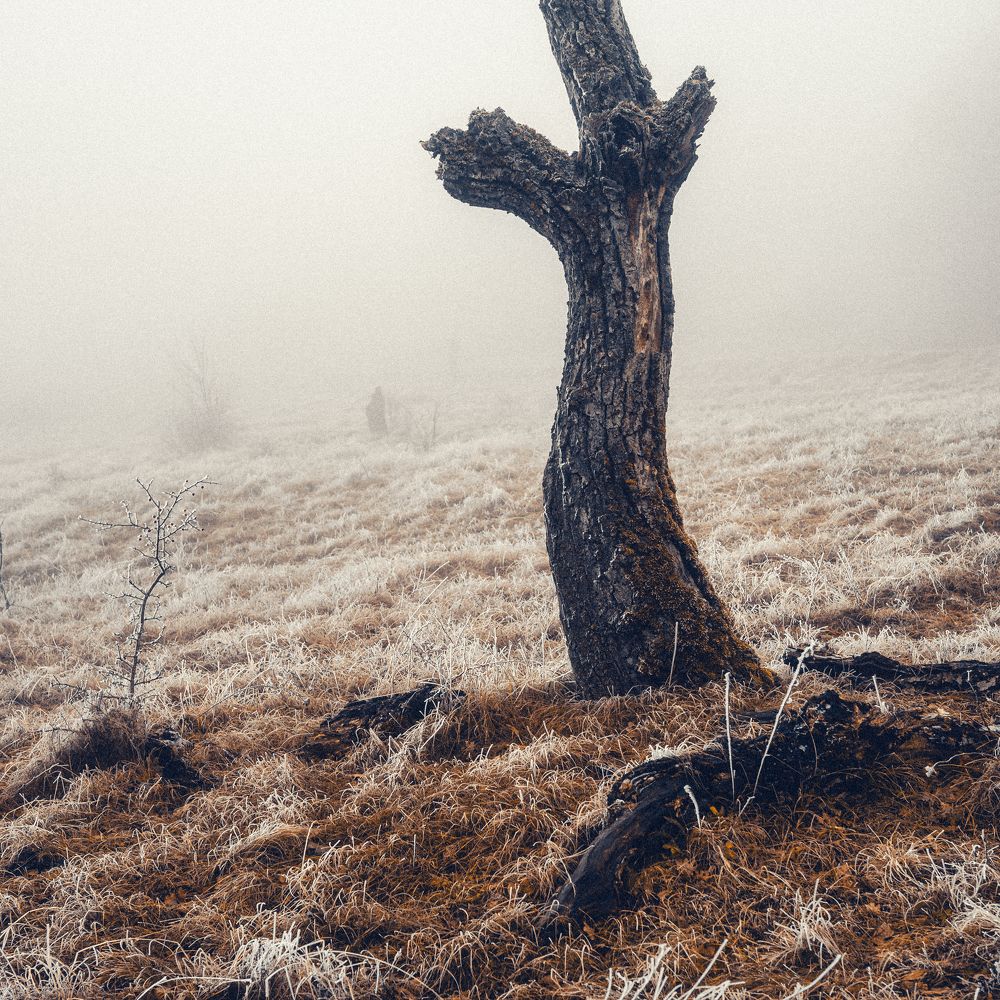 Фотография автора Oleg Suhenko